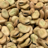 LARGE LOOSE FAVA BEANS