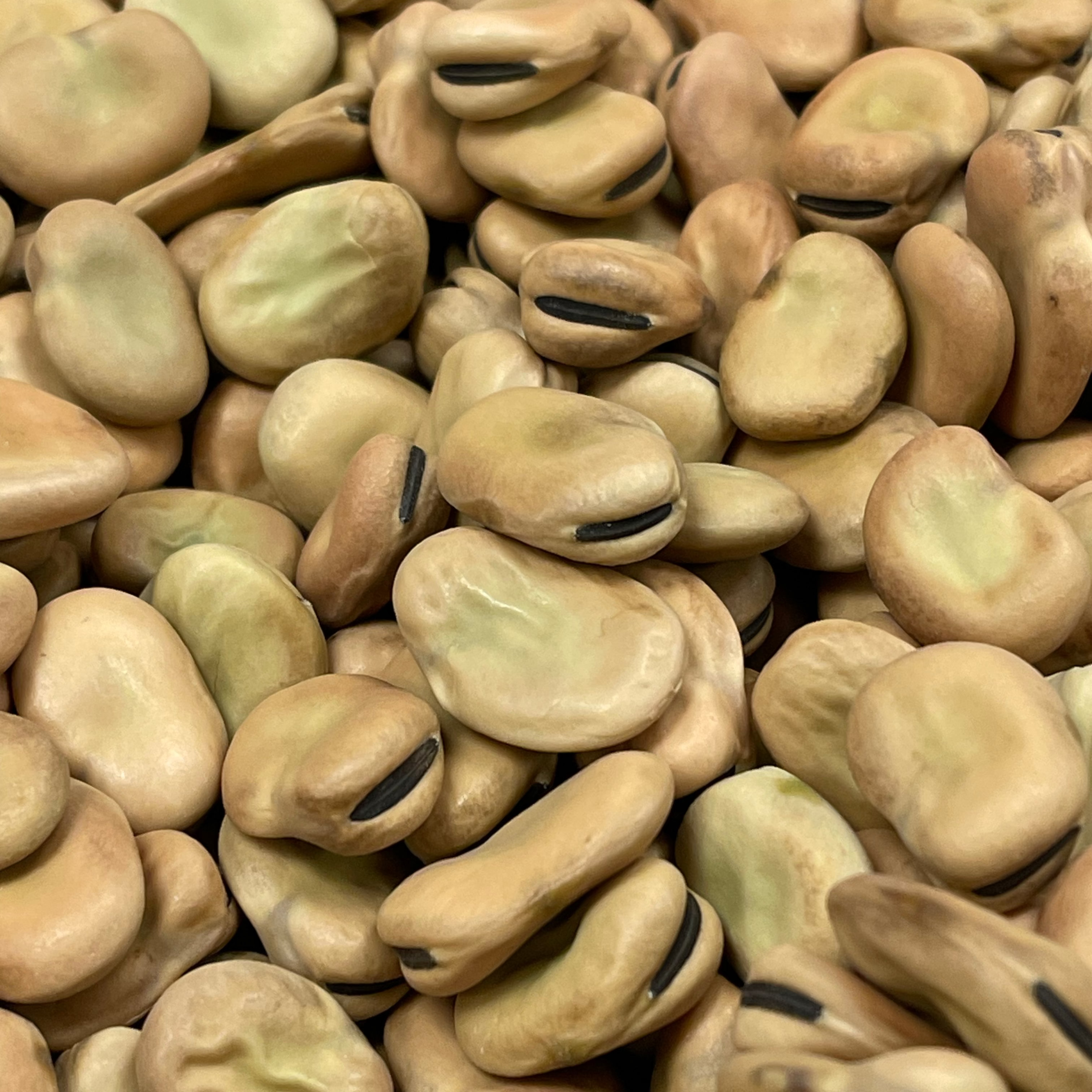 LARGE LOOSE FAVA BEANS